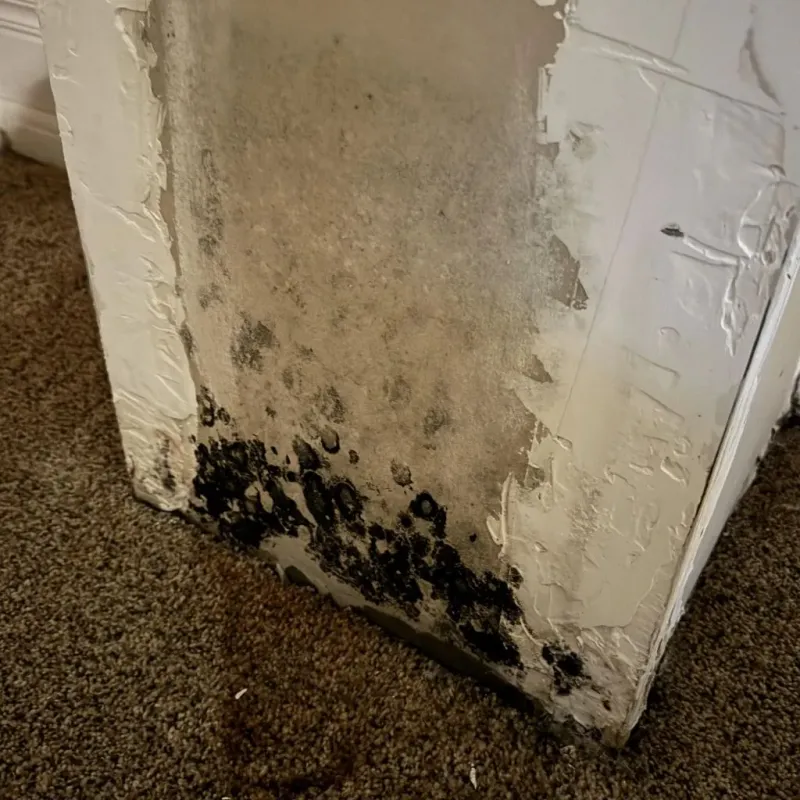 Professional Mold Removal in Santa Ynez, CA